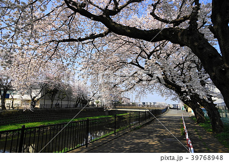 3月 調布33野川桜並木 3月 調布33野川桜並木 39768948