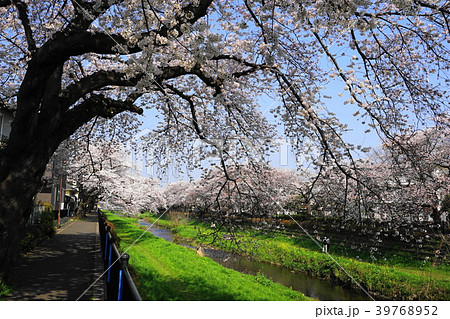 3月 調布37野川桜並木の写真素材