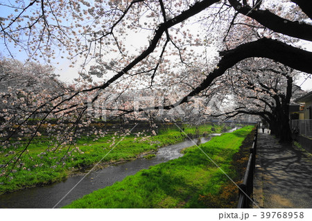 3月 調布42野川桜並木の写真素材
