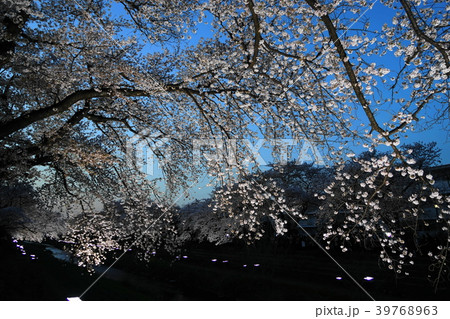 3月 調布46野川桜並木ﾗｲﾄｱｯﾌﾟの写真素材