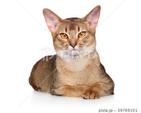 Abyssinian cat Abyssinian cat 39769101