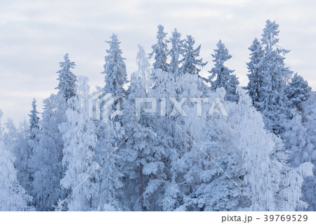 Trees covered in snow Trees covered in snow 39769529