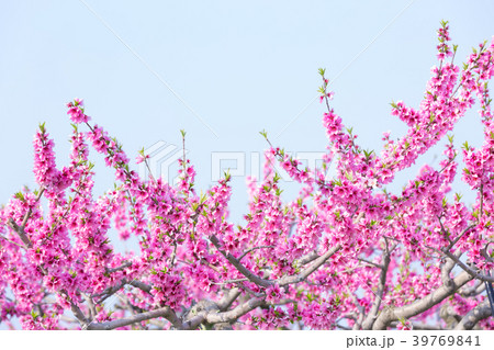 桃の花 桃の花 39769841