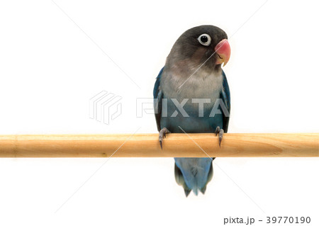 ボタンインコ ボタンインコ 39770190