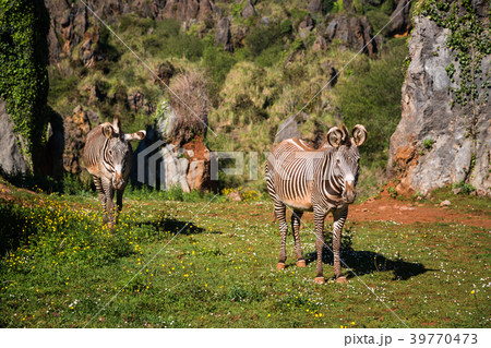The Grevy s zebra (Equus grevyi), sometimes  39770473