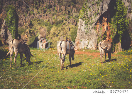 The Grevy s zebra (Equus grevyi), sometimes known 39770474