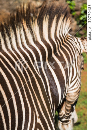 A beautiful African zebra in his natural A beautiful African zebra in his natural 39770488