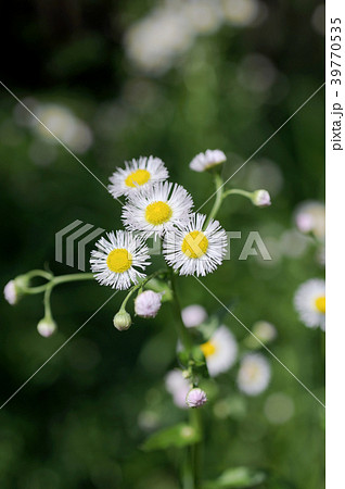 ヒメジオン ヒメジオン 39770535
