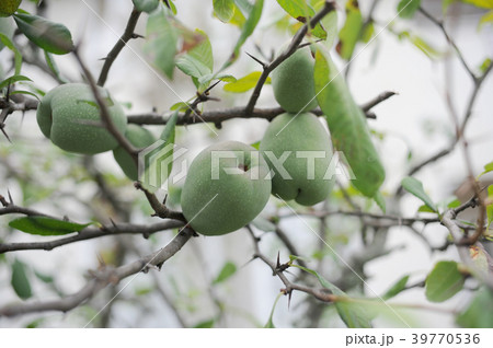 カリンの実 39770536