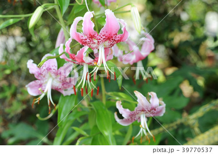 カノコユリ カノコユリ 39770537