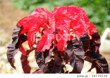 葉鶏頭 葉鶏頭 39770538