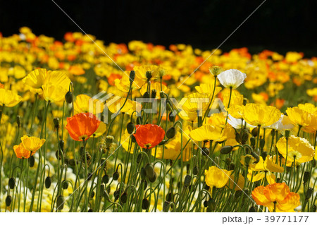 ポピー 39771177