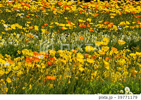 ポピー 39771179