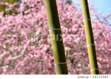 竹とモモの花 39772085