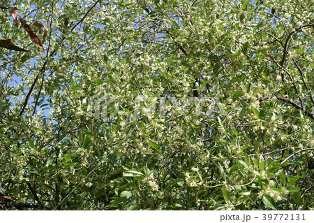 アキグミの花 アキグミの花 39772131