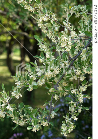アキグミの花 アキグミの花 39772132