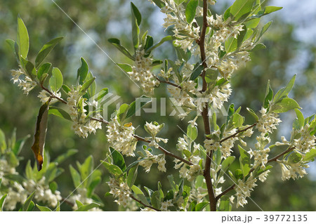 アキグミの花 39772135