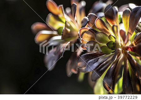 黒法師　多肉植物 39772229