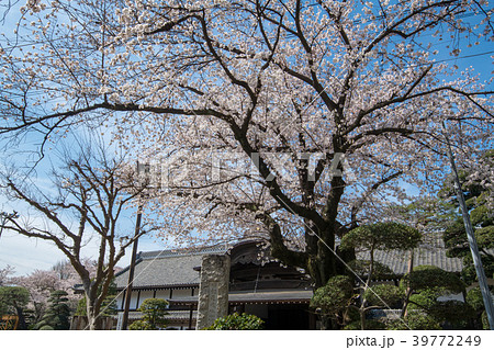 川越市 川越城本丸御殿 満開の桜 川越市 川越城本丸御殿 満開の桜 39772249