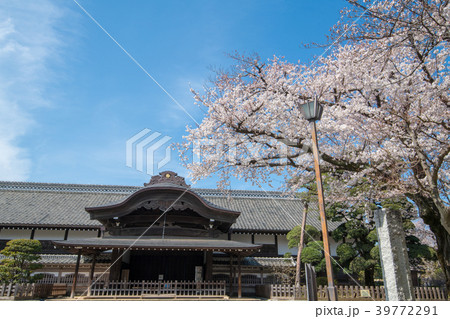 川越市　川越城本丸御殿　満開の桜　 39772291