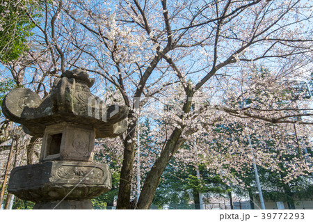 川越市　川越城本丸御殿　満開の桜　 39772293
