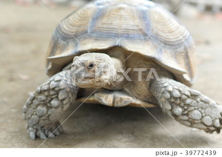 かめ かめ 39772439