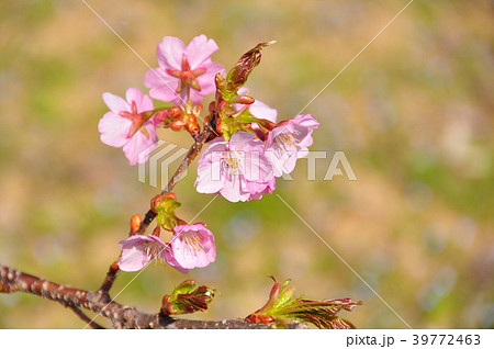 陽光桜の若い枝 39772463