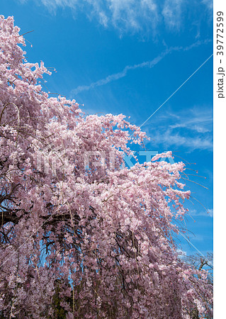 埼玉県石戸宿 福島県 三春しだれ桜 三春滝桜子孫 の写真素材