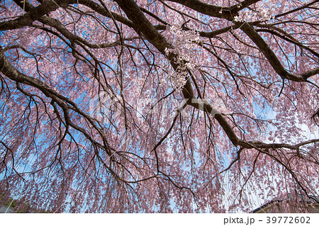 埼玉県石戸宿 福島県 三春しだれ桜 三春滝桜子孫 埼玉県石戸宿 福島県 三春しだれ桜 三春滝桜子孫 39772602