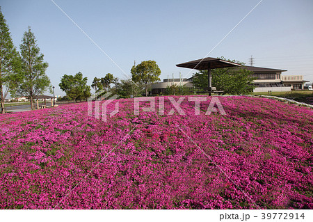 芝桜 39772914