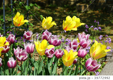 チューリップ 39772992
