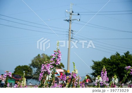 キツネノテブクロ 狐の手袋 フォックスグローブ 39773029