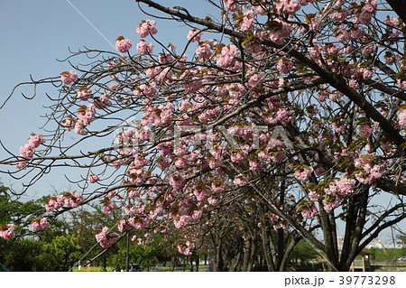 八重桜 39773298