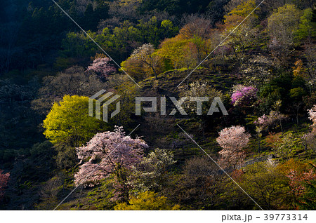 奥多摩湖の春 湖畔の斜面の桜や若葉と明暗 2018 c 引き 奥多摩湖の春 湖畔の斜面の桜や若葉と明暗 2018 c 引き 39773314