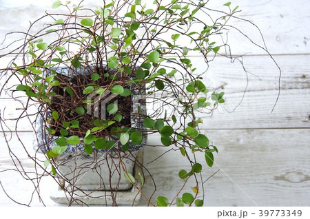 ワイヤープランツ 観葉植物 ワイヤープランツ 観葉植物 39773349