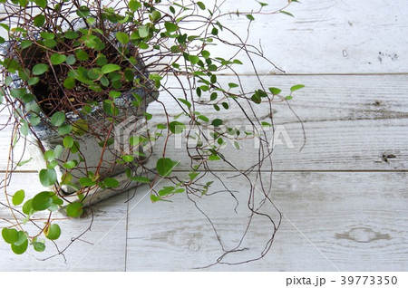 ワイヤープランツ　観葉植物 39773350