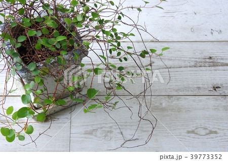 ワイヤープランツ　観葉植物 39773352