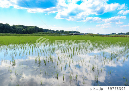 見沼田んぼ　田植え後の田んぼの美しい風景 39773395