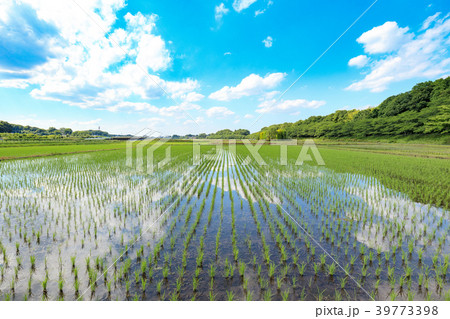 見沼田んぼ　田植え後の田んぼの美しい風景 39773398