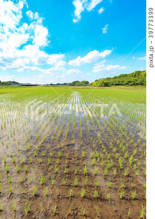 見沼田んぼ　田植え後の田んぼの美しい風景 39773399