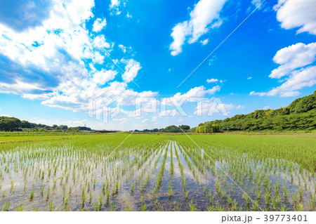 見沼田んぼ 田植え後の田んぼの美しい風景の写真素材