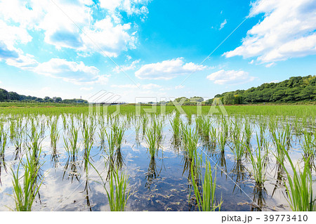 見沼田んぼ　田植え後の田んぼの美しい風景 39773410