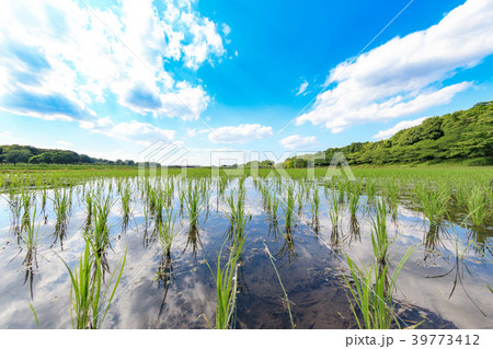 見沼田んぼ　田植え後の田んぼの美しい風景 39773412