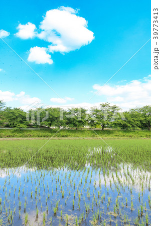 見沼田んぼ　田植え後の田んぼの美しい風景 39773413