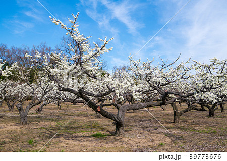 梨の木の花 北本市 梨の木の花 北本市 39773676