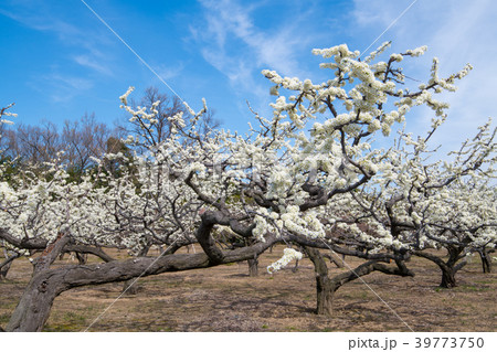 梨の木の花 北本市 の写真素材
