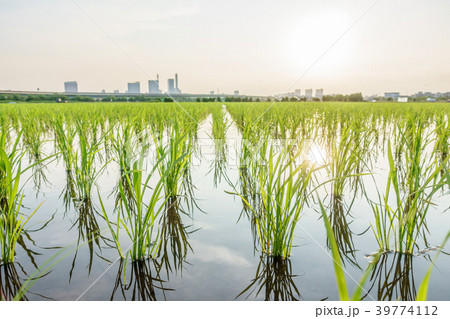 見沼田んぼ 田植え後の田んぼの美しい風景 見沼田んぼ 田植え後の田んぼの美しい風景 39774112