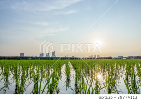 見沼田んぼ 田植え後の田んぼの美しい風景 見沼田んぼ 田植え後の田んぼの美しい風景 39774113