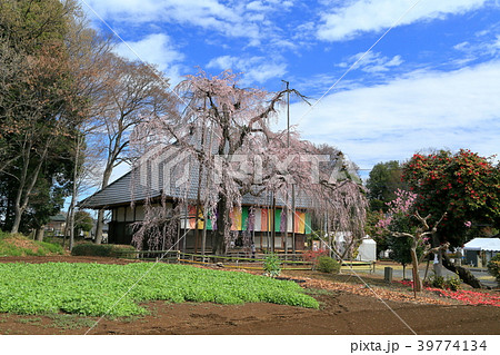 坂戸市慈眼寺の枝垂れ桜 坂戸市慈眼寺の枝垂れ桜 39774134