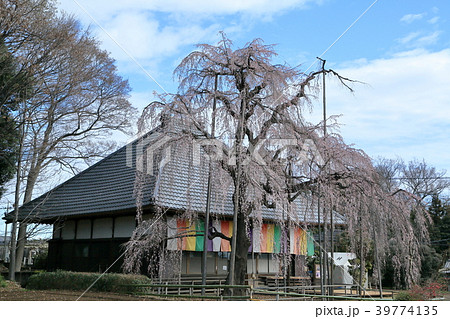 坂戸市慈眼寺の枝垂れ桜 坂戸市慈眼寺の枝垂れ桜 39774135